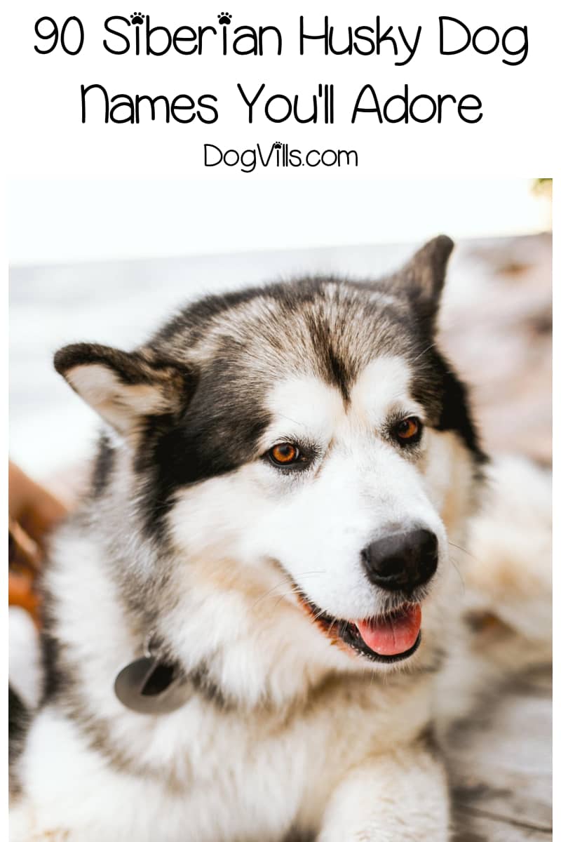 cool siberian husky names