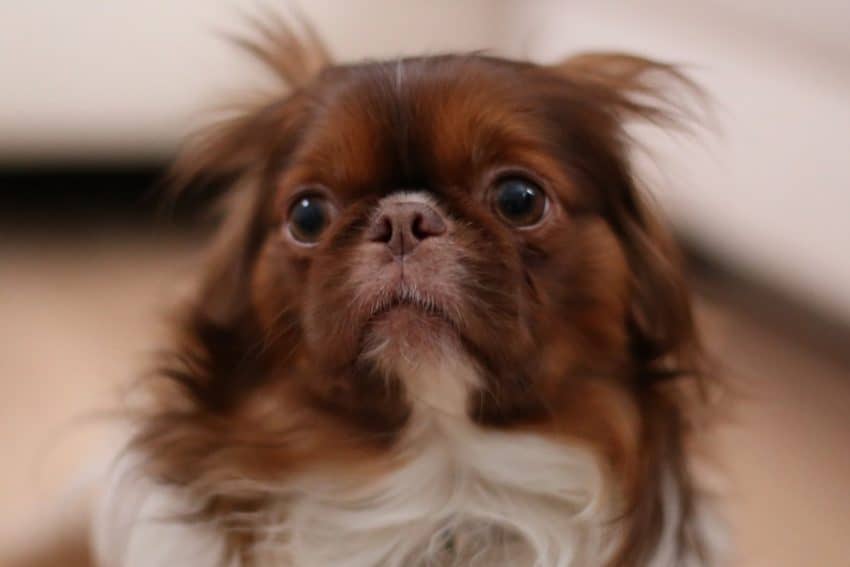 Wondering why your dog likes to sit on your foot instead of cuddling with you on the sofa? Check out these 7 intriguing reasons!