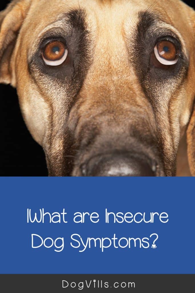 What are insecure dog symptoms? Read on to find out! Plus, get tips to help resolve dog insecurity.