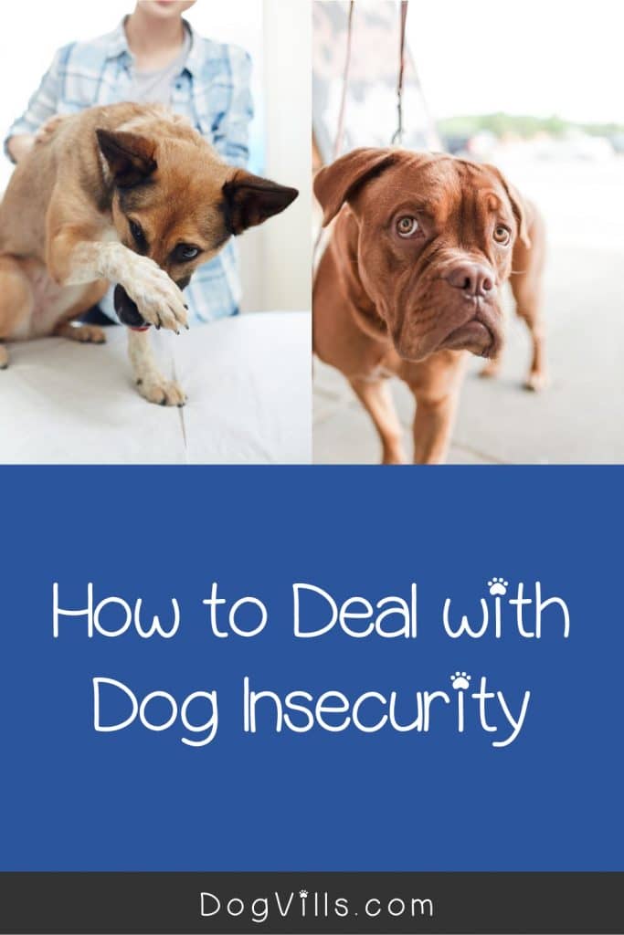 how do you help an insecure dog