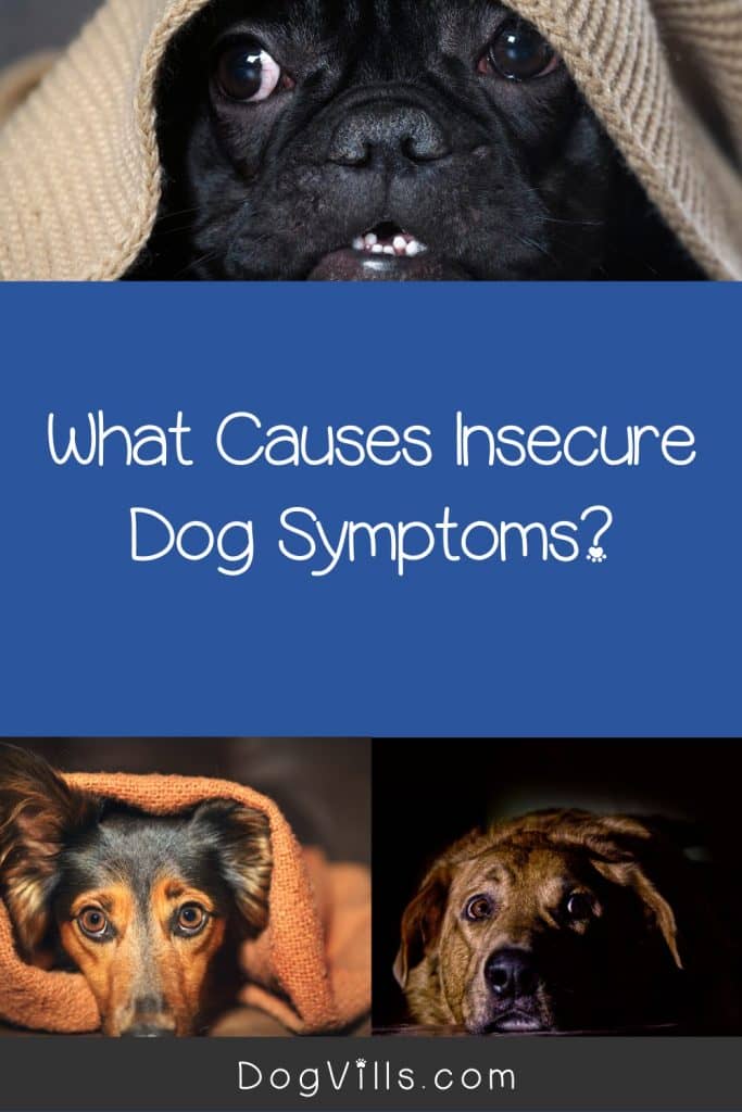 What causes insecure dog symptoms? Read on to find out! Plus, get tips to help resolve dog insecurity.