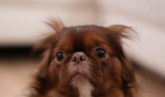 It's important to be able to spot insecure dog symptoms and know what causes them. This knowledge will help you keep your dog healthier and happier.