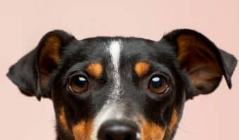Keeping pet first aid necessities is part of being a responsible dog owner. Check out the top 6 things to put in your kit!