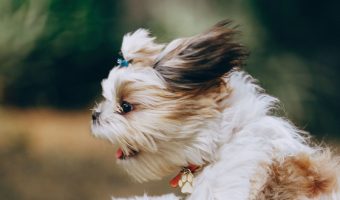 Puppy zoomies are a perfectly natural, benign puppy behavior. Read on to learn more about why pups zoom & what, if anything, to do about it.