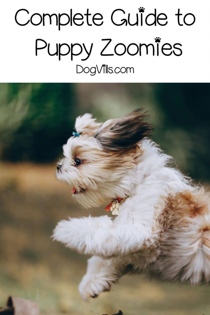 Puppy Zoomies All About This InstagramWorthy Behavior DogVills