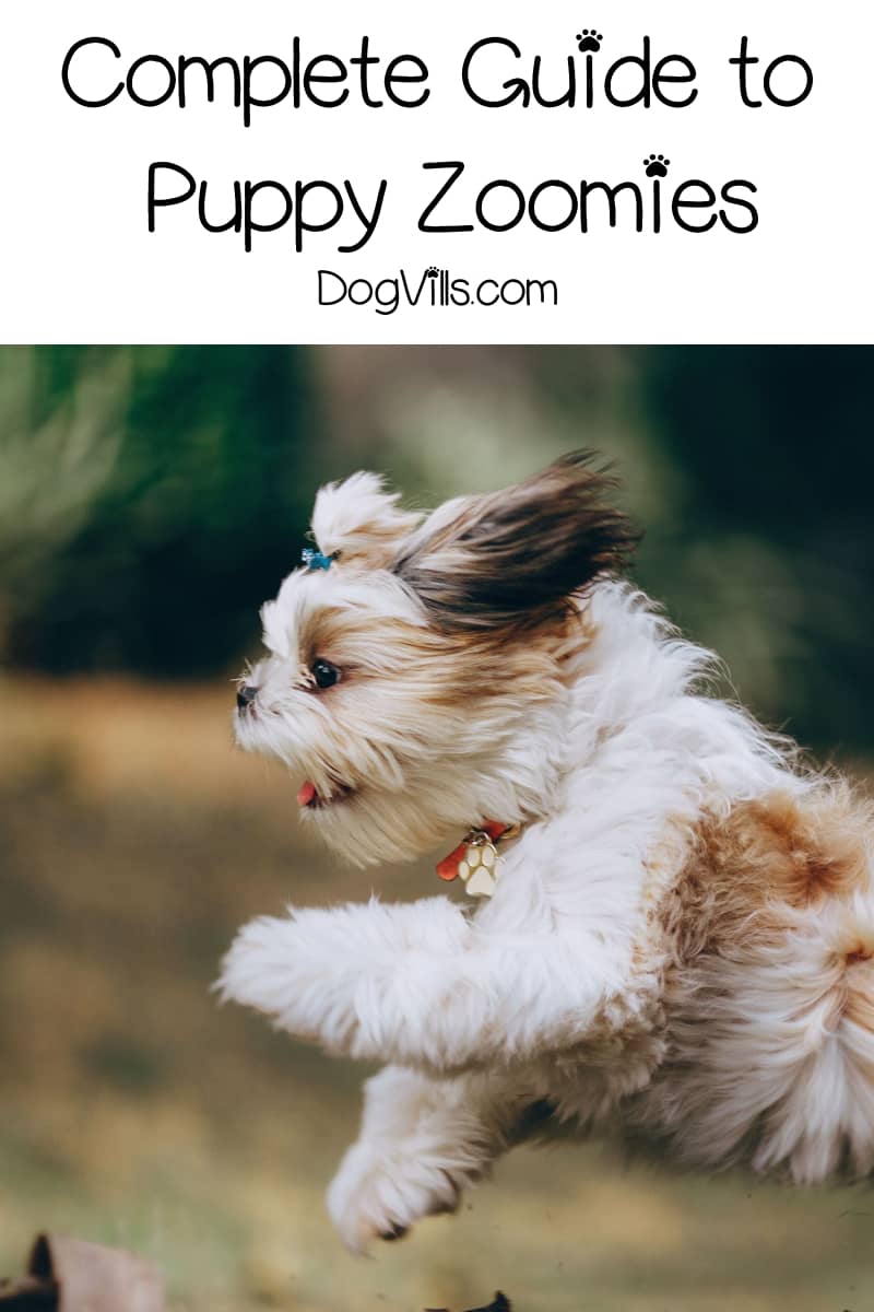 Puppy Zoomies All About This Instagram Worthy Behavior Dogvills