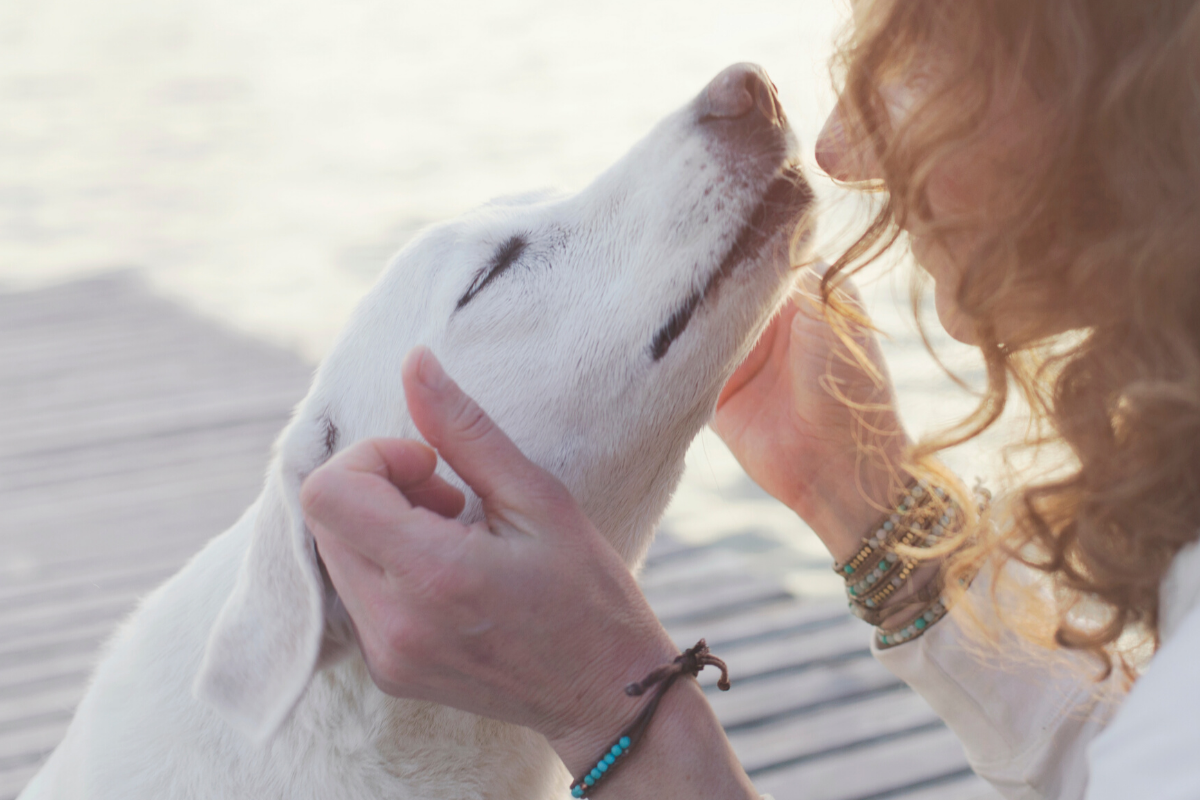 7 Ways to Tell If Your Dog Respects You - DogVills