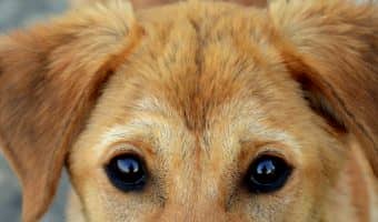 So you’ve brought a new companion into your house, but now you will need to find some 3 letter dog names for your little furball. Check out 100 we love!