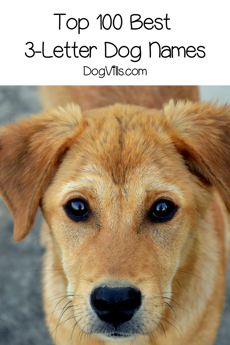 Top 100 Best 3 Letter Dog Names - DogVills
