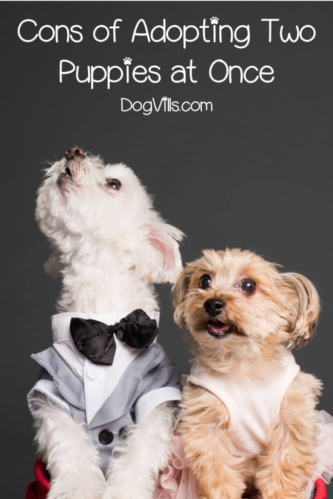 Before getting two puppies at once, it's vital to understand the challenges you will face. Find out what they are!