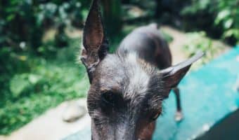 Worried about how to find pet food in the midst of panic-driven shortages? Take a deep breath! It's actually not that hard! Read on to learn more.