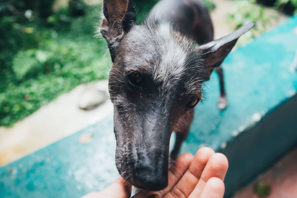 How to Find Pet Food During PanicDriven Shortages DogVills