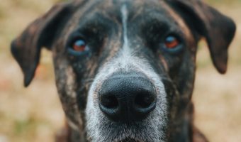 Adopting a senior dog comes with all kinds of unique challenges that you might not face when rescuing a puppy, but it’s incredibly rewarding. Read on to learn what to consider.