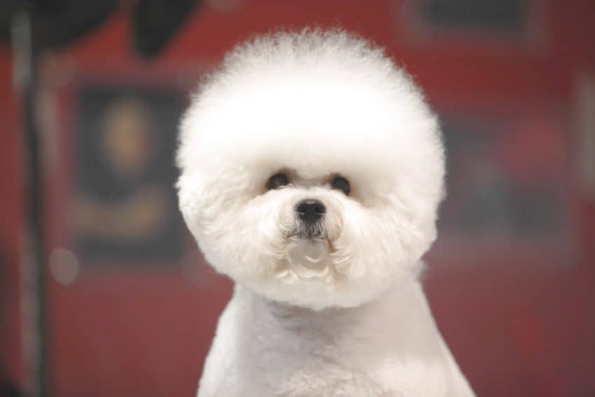 Bichon Frise, one of the dog breeds that looks like a teddy bear.