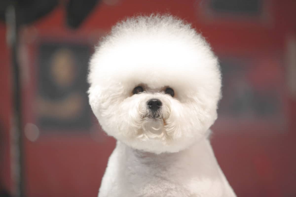 If you’re looking for a cute dog to keep stress away, what better choice than a Bichon Frise?