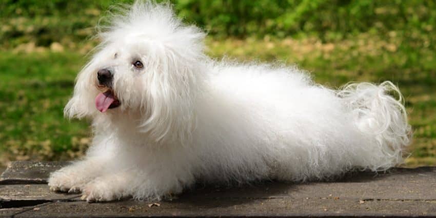 Are you looking for easy hypoallergenic dogs that don't shed much (or better yet, at all)? Check out these top 7 low-maintenance breeds!
