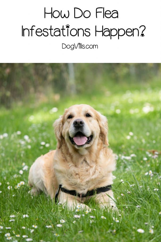 Managing a flea infestation in your bed is the stuff of nightmares! Don't worry, though, it's not as likely as you think! Find out why!