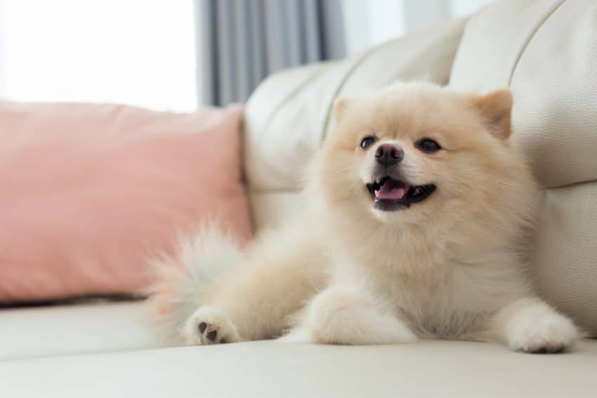 Pomeranian dog breed