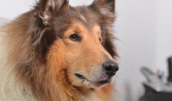 Looking for the best shed-control products for your dog? Take a look at the top 7 best-selling products that help minimize dog hair everywhere!