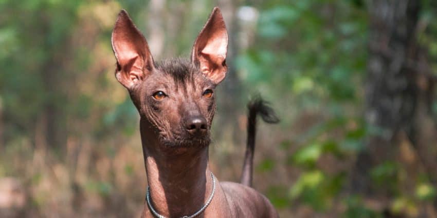 The Mexican Hairless dog, also known as Xoloitzcuintli, is another low-maintenance hypoallergenic dog.