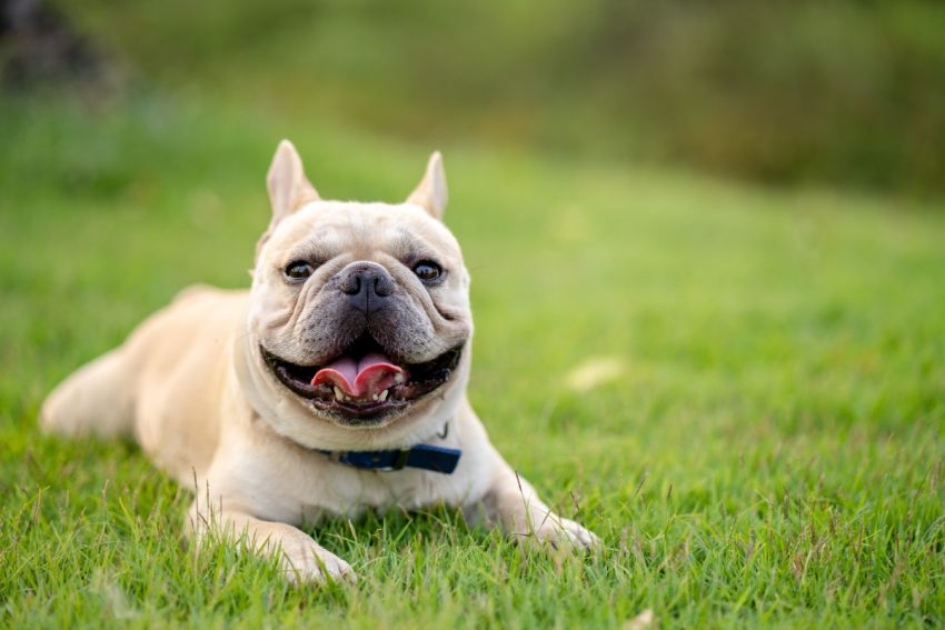 Are French Bulldogs hypoallergenic? Find out the answer and discover why (or why not). Plus, learn more about what causes dog allergies.