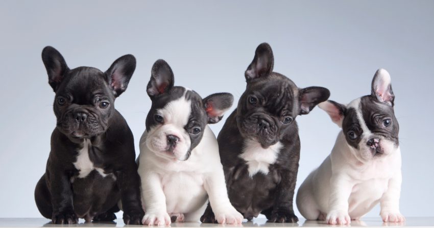 French bulldogs are one of the top 9 fun dog breeds