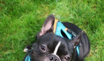 Are French Bulldogs hypoallergenic? Find out the answer and discover why (or why not). Plus, learn more about what causes dog allergies.