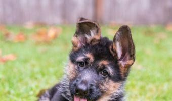 At what age can you board your puppy? What other factors aside from age should you consider? Read on to find out the answers to both questions!