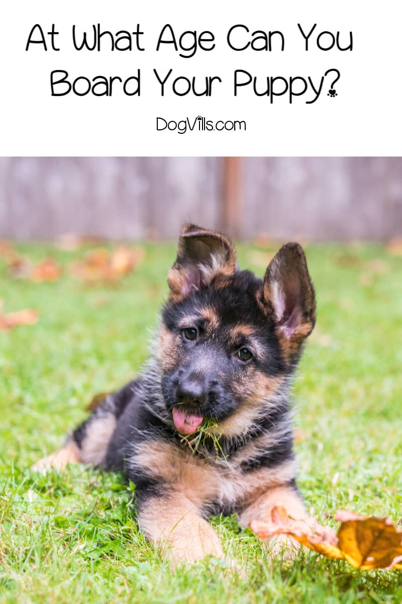 At What Age Can You Board Your Puppy? DogVills