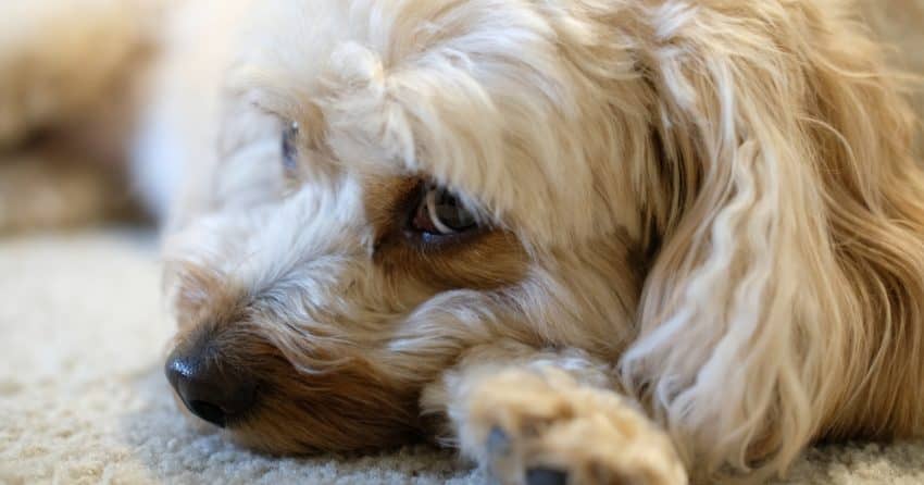 If you're looking for the best dog beds for Cavapoos, I've got you covered! Take a look at our top 5 picks, along with their pros and cons!