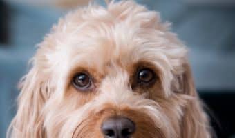 If you're looking for the best dog beds for Cavapoos, I've got you covered! Take a look at our top 5 picks, along with their pros and cons!