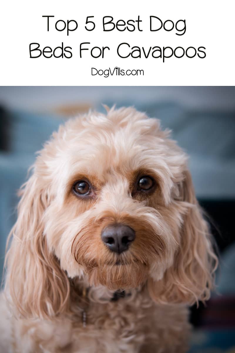 Top 5 Best Dog Beds for Cavapoos (with Complete Reviews)