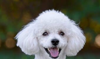 Are you wondering which the best dogs for stressful jobs are after a hard day at work? These 9 breeds will bring great joy to your life! Check them out!