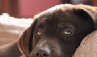 Are you looking to buy one of the best handmade dog bed for your favorite friend? Check out our top 5 favorites from Etsy!