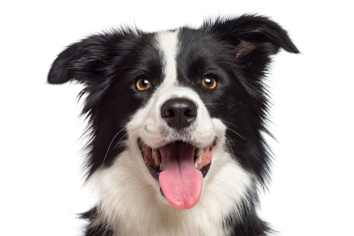 98 Amazing Black and White Dog Names - DogVills
