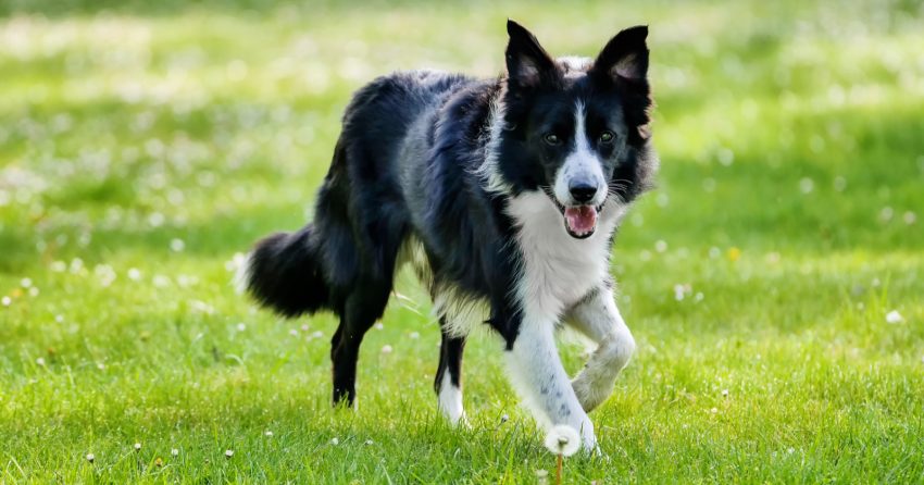 Looking for some amazing black and white dog names for your new pup?  We've got you covered with just under 100! Check them out!