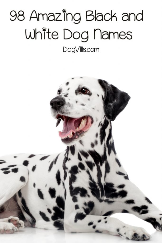 98 Amazing Black and White Dog Names - DogVills