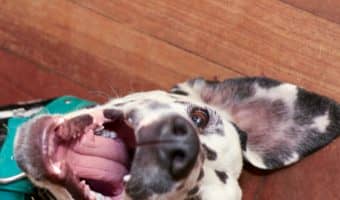 Looking for some of the cutest Dalmatian dog names? We've got 100 of them for you! Take a look and find the perfect idea for your new spotted pup!