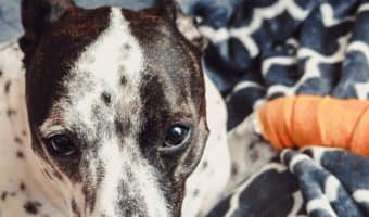 There are several methods for easing pain in your dog after an injury or surgery. These tips will you comfort your dog in pain at home.