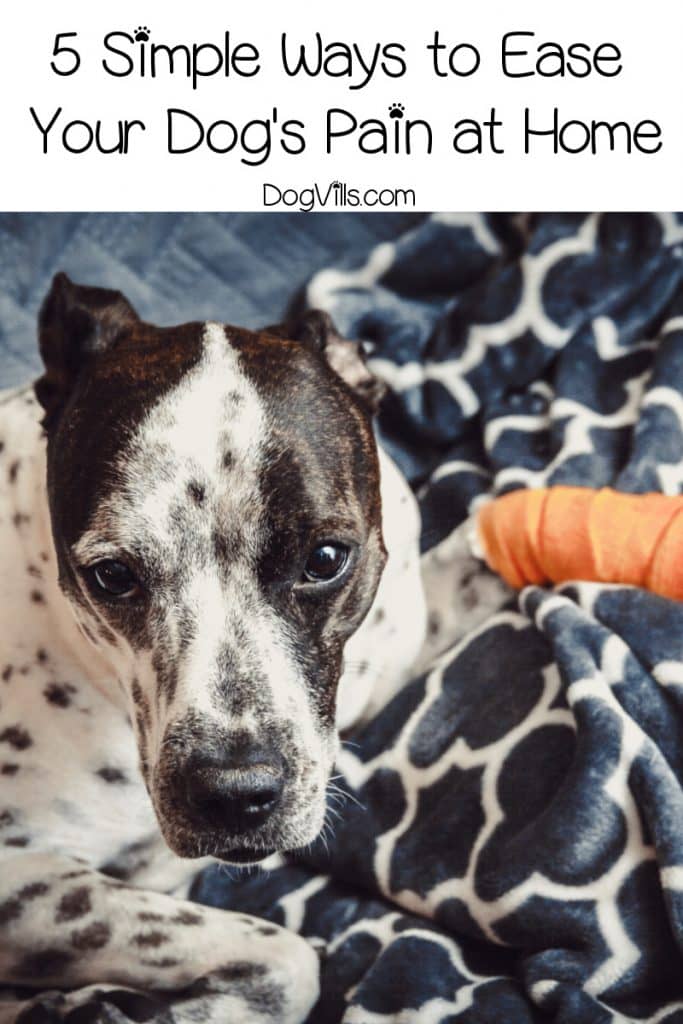 5 Simple Methods for Easing Pain in Dogs at Home DogVills