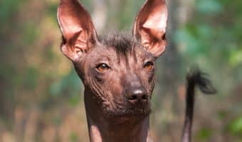 Are you looking for easy hypoallergenic dogs that don't shed much (or better yet, at all)? Check out these top 7 low-maintenance breeds!