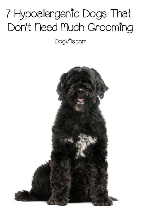 7 Easy Hypoallergenic Dogs That Are Practically NoMaintenance DogVills