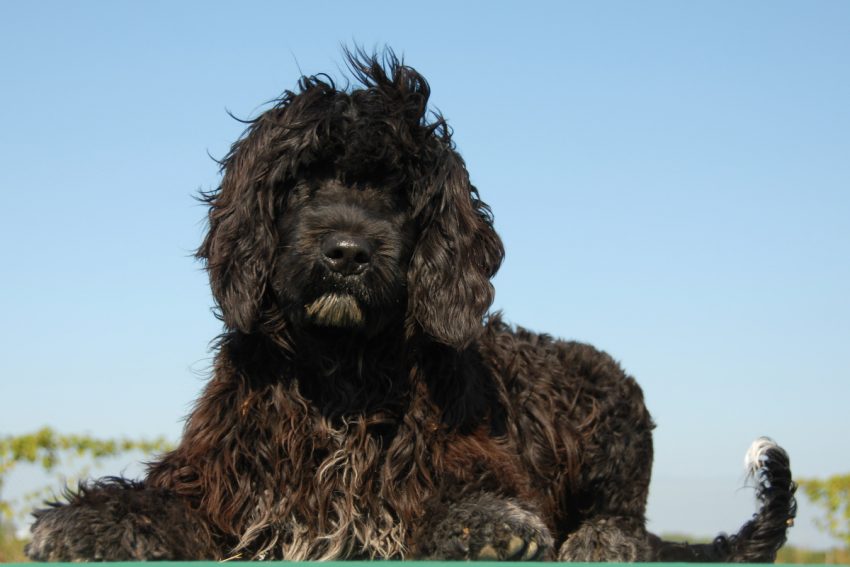 Are you looking for easy hypoallergenic dogs that don't shed much (or better yet, at all)? Check out these top 7 low-maintenance breeds!