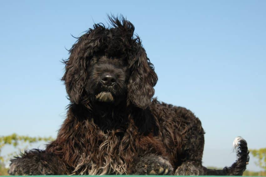 hypoallergenic guard dog breeds