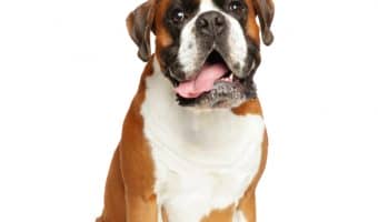 Having a hard time finding good elevated dog beds for large breeds? No worries, we've got you covered! Check out 5 that we love!