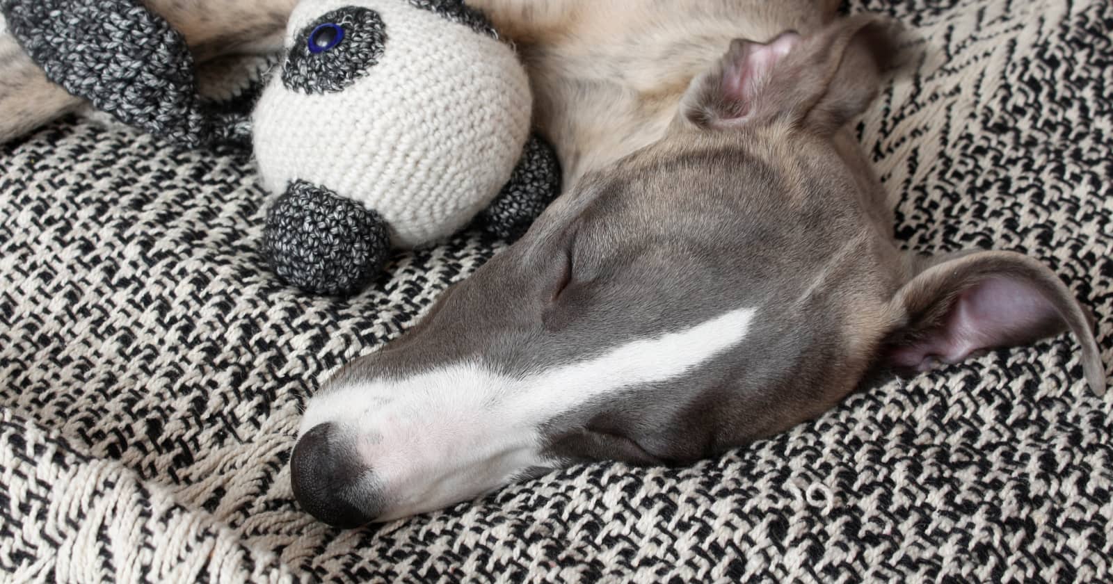 The 5 Best Elevated Dog Beds for Large Breeds DogVills