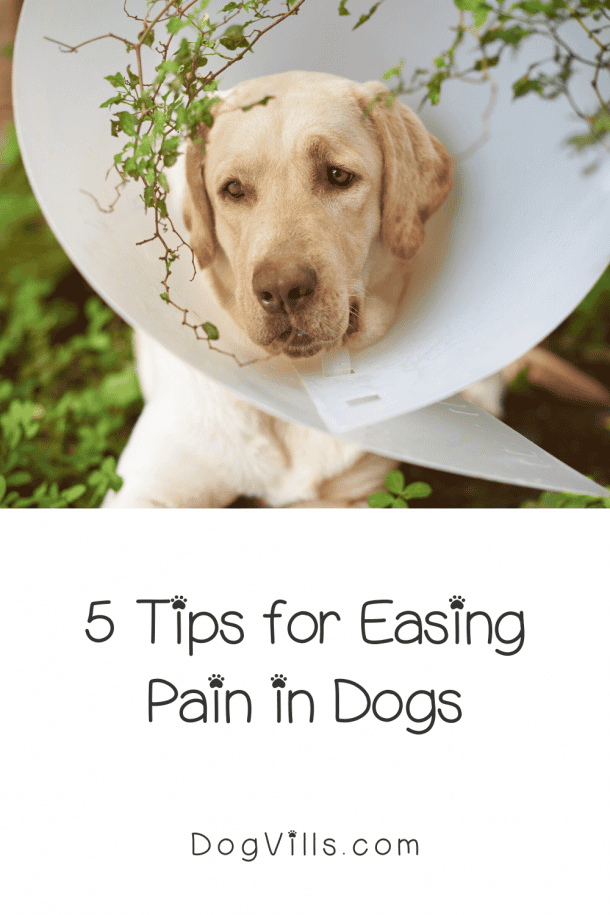 5 Simple Methods for Easing Pain in Dogs at Home DogVills