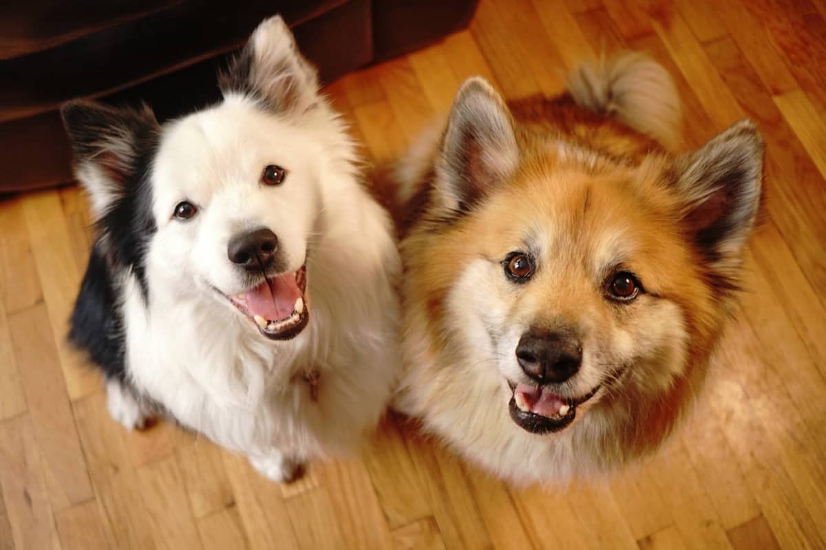 Is It Better to Have Two Dogs Instead of Just One? DogVills