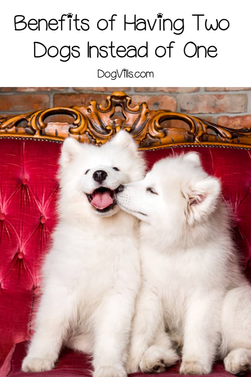 Is It Better to Have Two Dogs Instead of Just One? DogVills