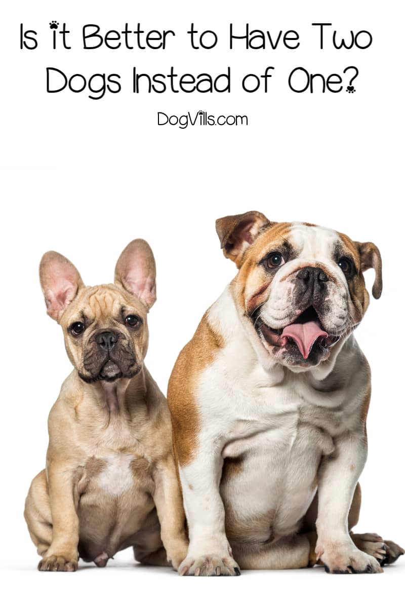 Is It Better to Have Two Dogs Instead of Just One? DogVills